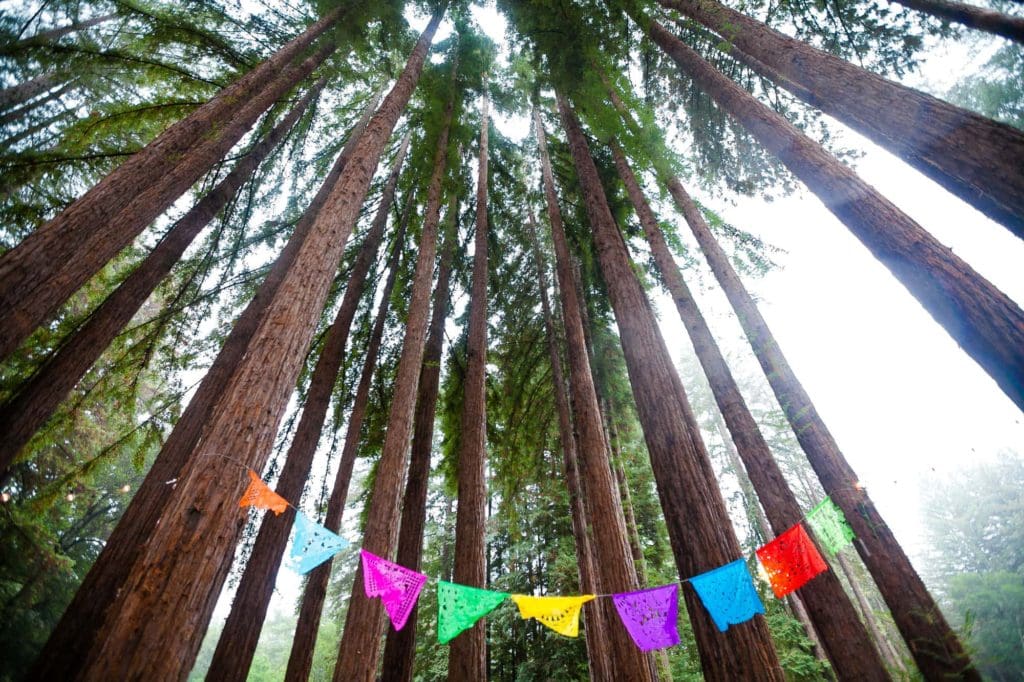 party flags hung up in the redwoods