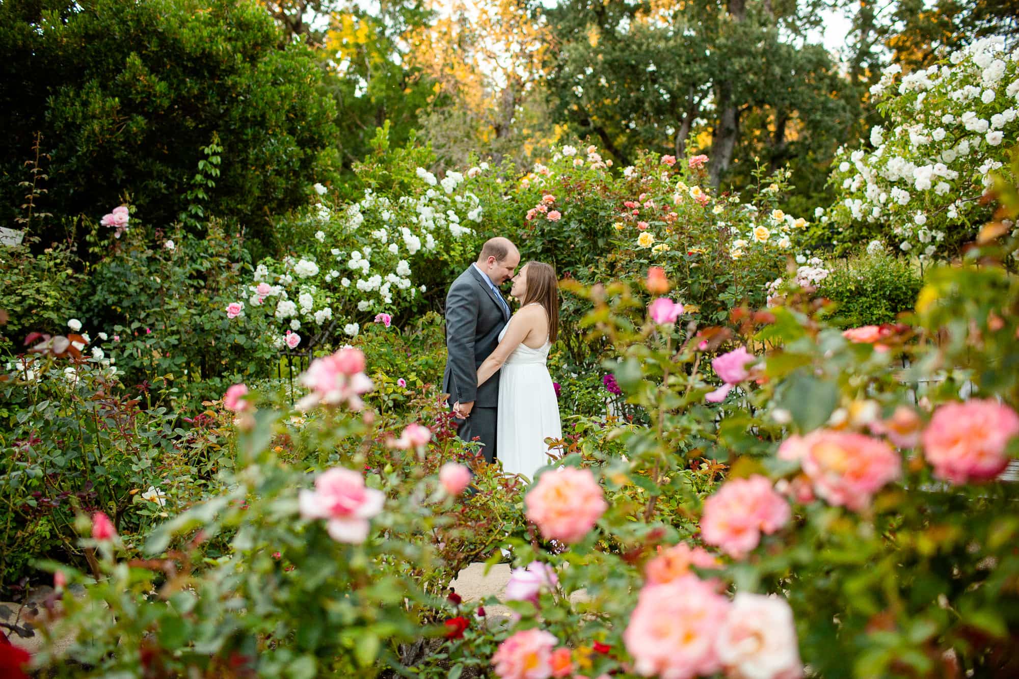 Groom and bride in the middle of a blooming rose garden in Marin